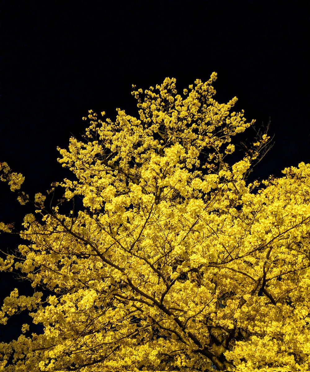 ayumi_higashi77's tweet photo. 夜桜が黄金色✨
今年も咲いてくれてありがとう〜🌸
#夜桜 #桜 #花見 #画家 #東あゆみ #ガラス絵作家 #ガラス絵 #人形作家 #アート
#アートのある暮らし #アート好き #アート作品 #アート巡り #art #cherryblossom #spring #artist #instaspring
#instacherryblossom https://t.co/qv0StdSNyz