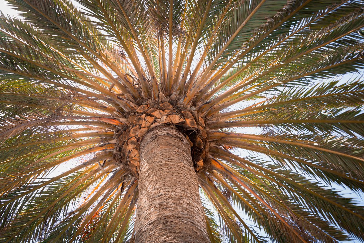 LifeofYo's tweet image. Palm Tree. 

Going to travel soon, can't wait for it. 

#canoneos750d #travelphotography #lightroommobile