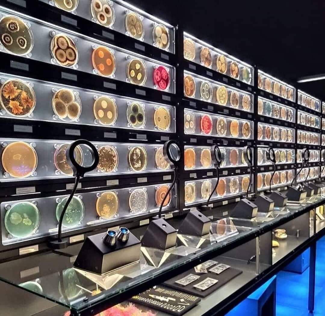 InformaCosmos's tweet photo. Micropia, el único museo de Microbiología del mundo, ubicado en Ámsterdam. 🦠🔬 https://t.co/rLnaR1VR9C