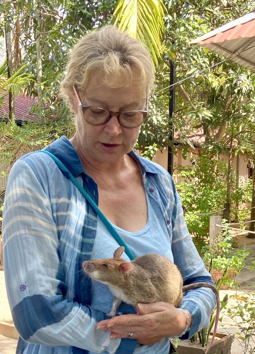 On #MineAwarenessDay I fondly remember my close encounter with this incredible mine detecting giant pouched rat @herorats He has detected hundreds of mines in #Cambodia saving many lives and preventing mutilations #MineActionCannotWait