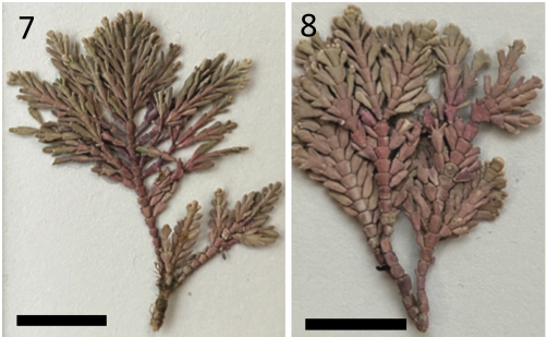 Hey #coralline #algae lovers (that's you). New paper out sequencing DNA from specimens collected by Darwin (!): Corallina officinalis var. chilensis is a distinct species... now Corallina chilensis! Congrats Soren & team! Paper here: tinyurl.com/54d57pb3 @PSAAlgae @UBCBotany