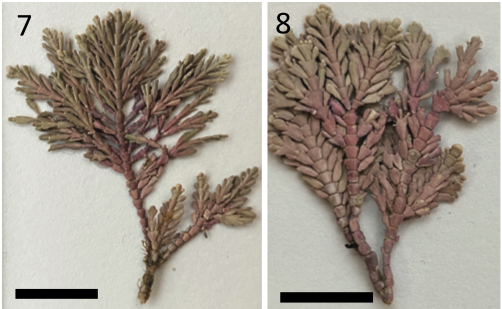 Patrick Martone (@martonelab) on Twitter photo Hey #coralline #algae lovers (that's you). New paper out sequencing DNA from specimens collected by Darwin (!): Corallina officinalis var. chilensis is a distinct species... now Corallina chilensis!
Congrats Soren & team!
Paper here: tinyurl.com/54d57pb3
<a href="/PSAAlgae/">Phyc. Soc. America</a> <a href="/UBCBotany/">UBC Botany</a> Hey #coralline #algae lovers (that's you). New paper out sequencing DNA from specimens collected by Darwin (!): Corallina officinalis var. chilensis is a distinct species... now Corallina chilensis!
Congrats Soren & team!
Paper here: tinyurl.com/54d57pb3
<a href="/PSAAlgae/">Phyc. Soc. America</a> <a href="/UBCBotany/">UBC Botany</a>