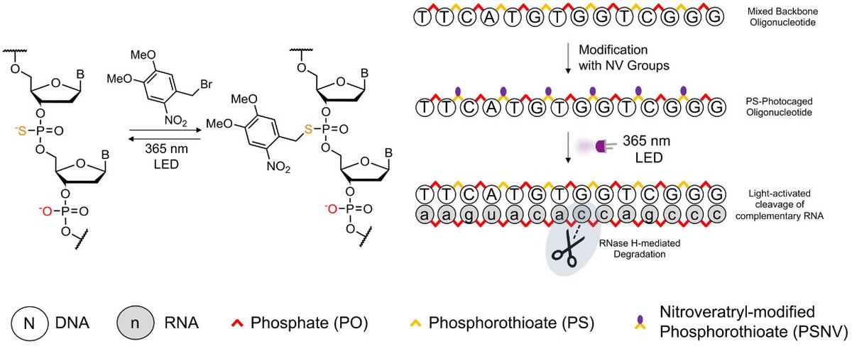 Communications Chemistry (@commschem) on Twitter photo .<a href="/DrMikeBooth/">Michael Booth</a>, <a href="/DenisHartmann/">Dr Denis Hartmann</a> and co. report photocaged antisense oligonucleotides to knockdown cell-free protein synthesis using light. <a href="/UCLChemistry/">UCL Chemistry</a> <a href="/OxfordChemistry/">Oxford Chemistry</a> <a href="/OxfordSynthesis/">SBM CDT</a> <a href="/UCLChemLight/">UCL Chemistry and Light</a> nature.com/articles/s4200… .<a href="/DrMikeBooth/">Michael Booth</a>, <a href="/DenisHartmann/">Dr Denis Hartmann</a> and co. report photocaged antisense oligonucleotides to knockdown cell-free protein synthesis using light. <a href="/UCLChemistry/">UCL Chemistry</a> <a href="/OxfordChemistry/">Oxford Chemistry</a> <a href="/OxfordSynthesis/">SBM CDT</a> <a href="/UCLChemLight/">UCL Chemistry and Light</a> nature.com/articles/s4200…