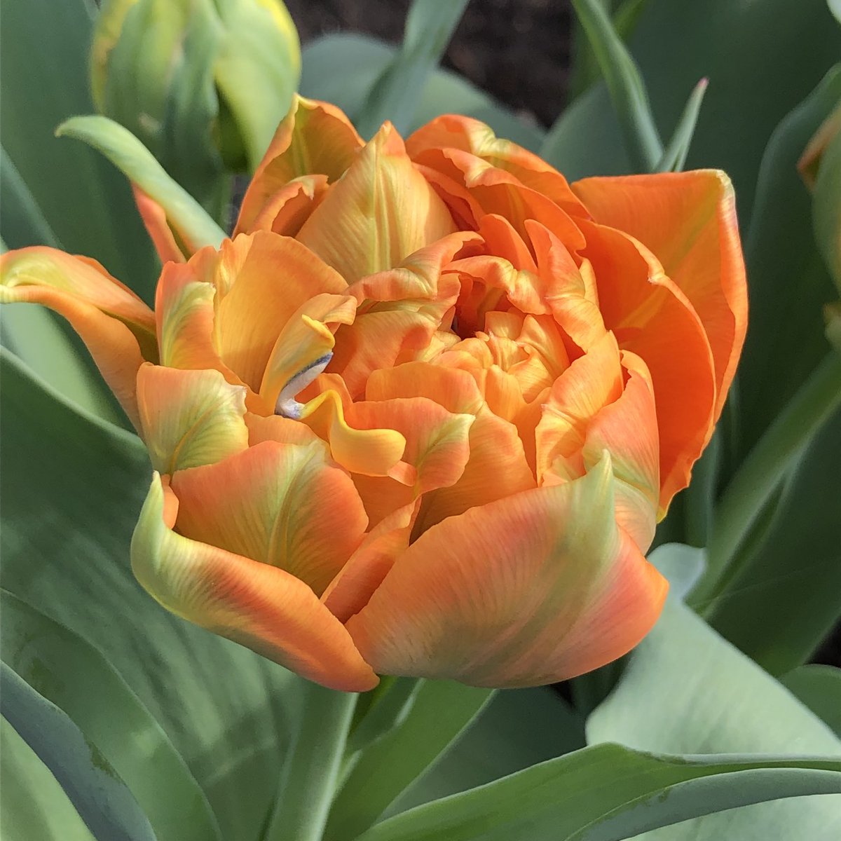 helen_brammeld's tweet photo. Happy Tuesday everyone! Lovely orange tulip from ⁦@hevercastle⁩ Have a great day #TulipTuesday 🧡🧡 https://t.co/NC5e6It5n1