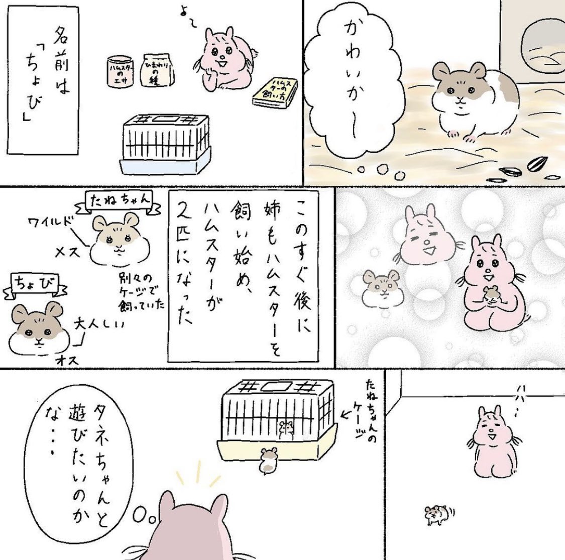 ハムスターを飼う際の注意点 