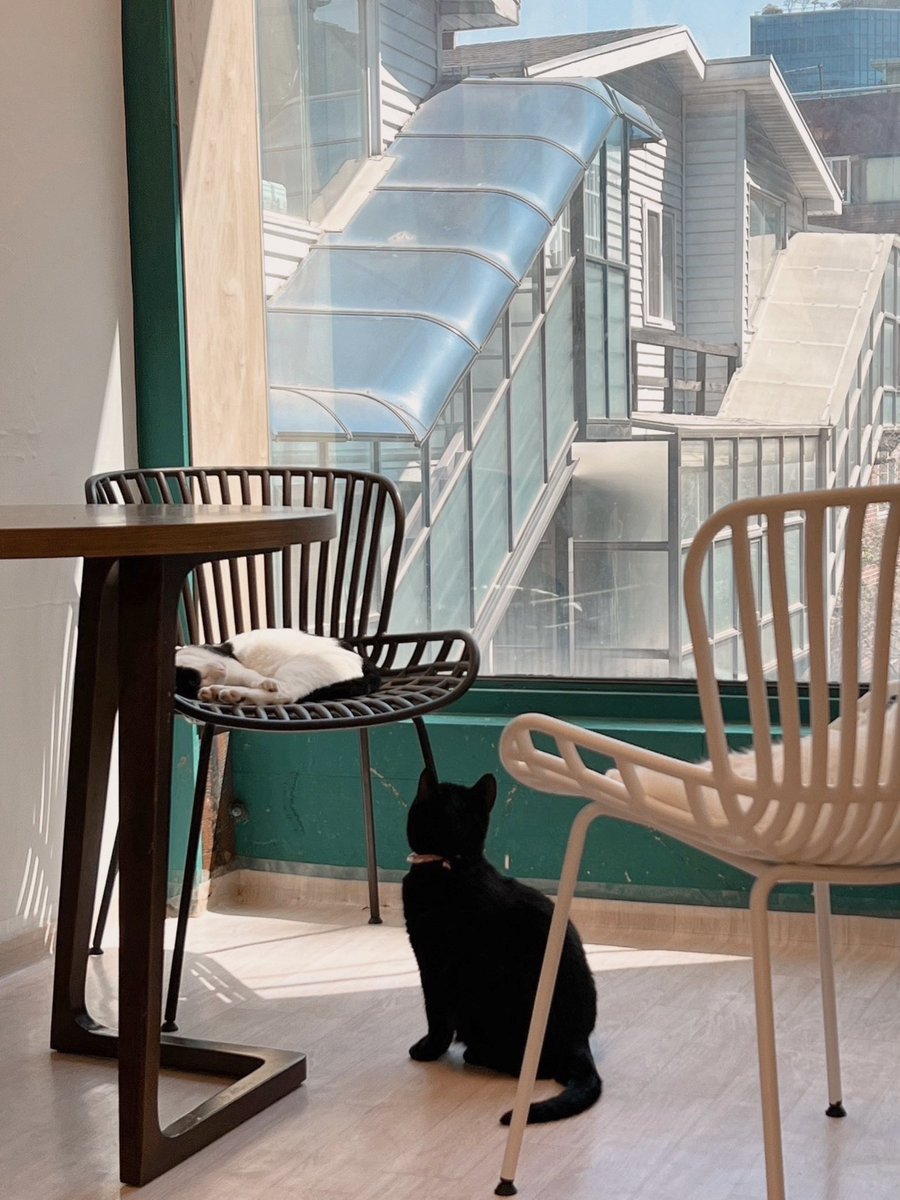 taeguk_yeyes's tweet image. We are working hard to make everything purrrrrr….😪💤

🗓️ 2023.04.06 - 04.08

Day Of Butler : Abandoned Cat Cafe, Konkuk Branch 🐈‍⬛

📍naver.me/xjLamTgo

야옹~

- 태국 예예 -

 #SeoYeaJi #서예지 
#徐睿知 #ソイェジ 
#ซอเยจี