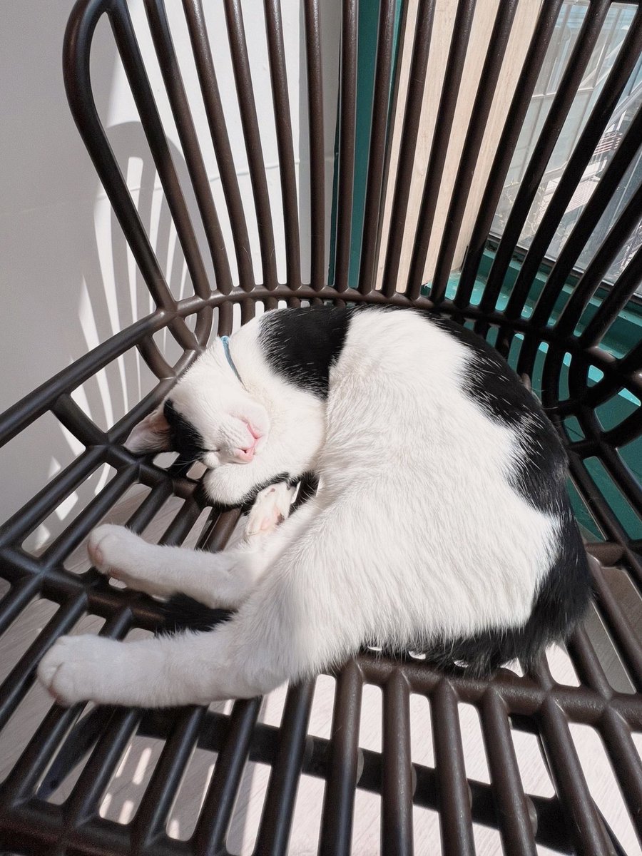 taeguk_yeyes's tweet image. We are working hard to make everything purrrrrr….😪💤

🗓️ 2023.04.06 - 04.08

Day Of Butler : Abandoned Cat Cafe, Konkuk Branch 🐈‍⬛

📍naver.me/xjLamTgo

야옹~

- 태국 예예 -

 #SeoYeaJi #서예지 
#徐睿知 #ソイェジ 
#ซอเยจี