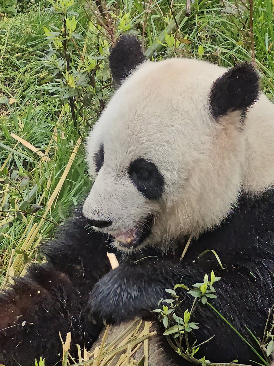 sasdart's tweet image. Getting through that bucket list #chengdu #travelchina #pandavalley 🐼🐼🐼🐼