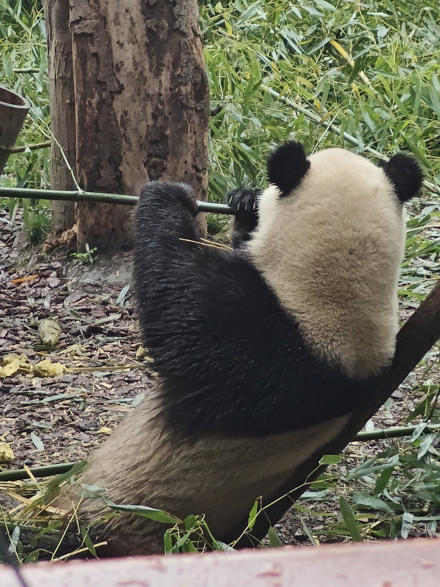 sasdart's tweet image. Getting through that bucket list #chengdu #travelchina #pandavalley 🐼🐼🐼🐼