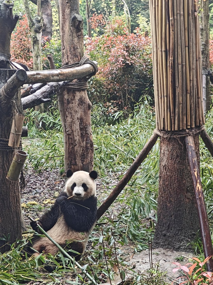 sasdart's tweet image. Getting through that bucket list #chengdu #travelchina #pandavalley 🐼🐼🐼🐼