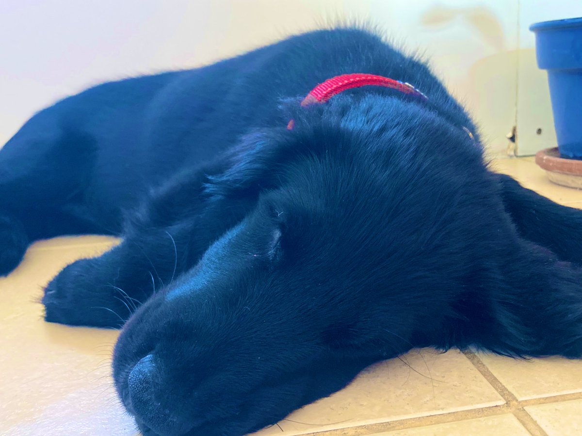 Walkies!    Er… walkies?
A take it slow kind of day.