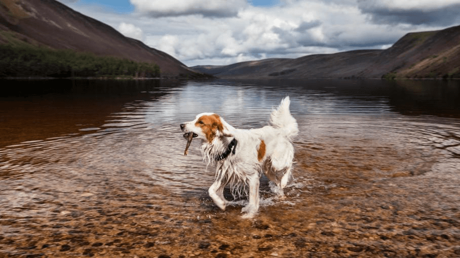 Impressive mountains, stunning lochs and miles of untouched wilderness... Scotland is canine heaven. But it’s quite simply not something that can be explored from just one spot! Here are our top 10 dog-friendly Scottish road trips… bit.ly/3G1mBH9
