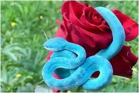 random_snakes's tweet photo. #AmongTheSpringFlowersISee That your flowers have been snaked TF out! 💐🐍🌸😍 https://t.co/ZgnEwsoy5X