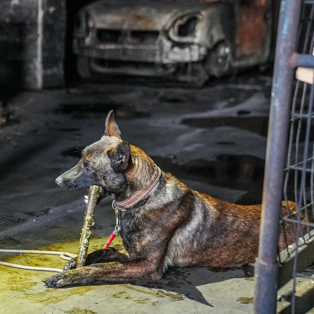 EUkomissio's tweet photo. Det uppskattas att 30% av Ukrainas område har förorenats av minor.

Vi donerar 50 sprängämnes- och minhundar till Ukraina och nio av dem jobbar redan. Hundarna utbildas också av 🇫🇮polisen. Hundarna hjälper till att återuppbygga 🇺🇦på säkrast möjliga sätt: https://t.co/LbsohoUJLP https://t.co/gUtFOqUIc6