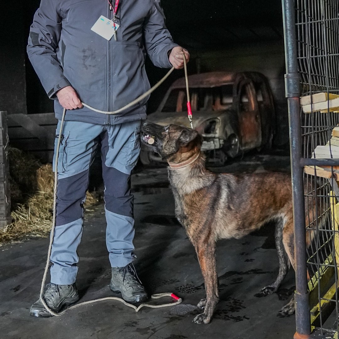 EUkomissio's tweet photo. Det uppskattas att 30% av Ukrainas område har förorenats av minor.

Vi donerar 50 sprängämnes- och minhundar till Ukraina och nio av dem jobbar redan. Hundarna utbildas också av 🇫🇮polisen. Hundarna hjälper till att återuppbygga 🇺🇦på säkrast möjliga sätt: https://t.co/LbsohoUJLP https://t.co/gUtFOqUIc6