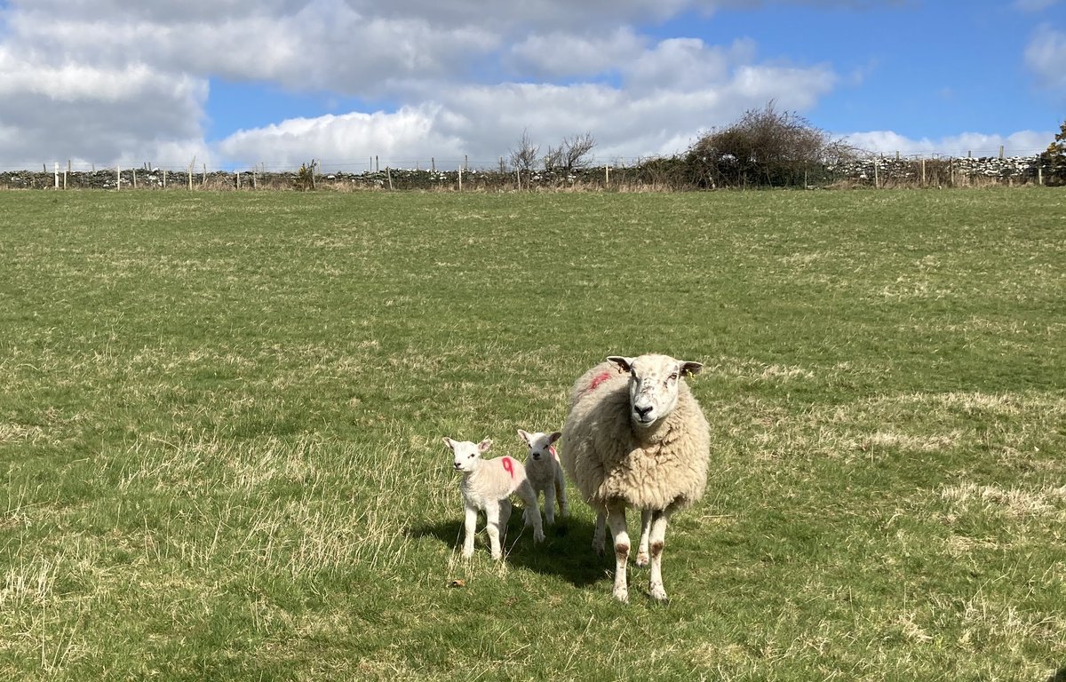 Lovely to have sheep and lambs in our fields again. Very springy in both ways!
