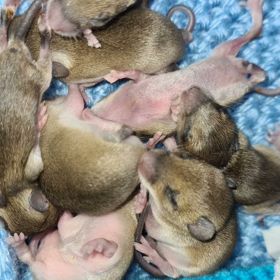brentlodge's tweet image. ‼️🐭🐭🐭🐭🐭🐭🐭🐭‼️
8 very young field/wood #mice, from 3 separate litters, are currently under our care. Coming in for different reasons, some were caught by cats, and others had been disturbed, and sadly, mum didn't return. They are doing well but are still tiny. #tinyanimals