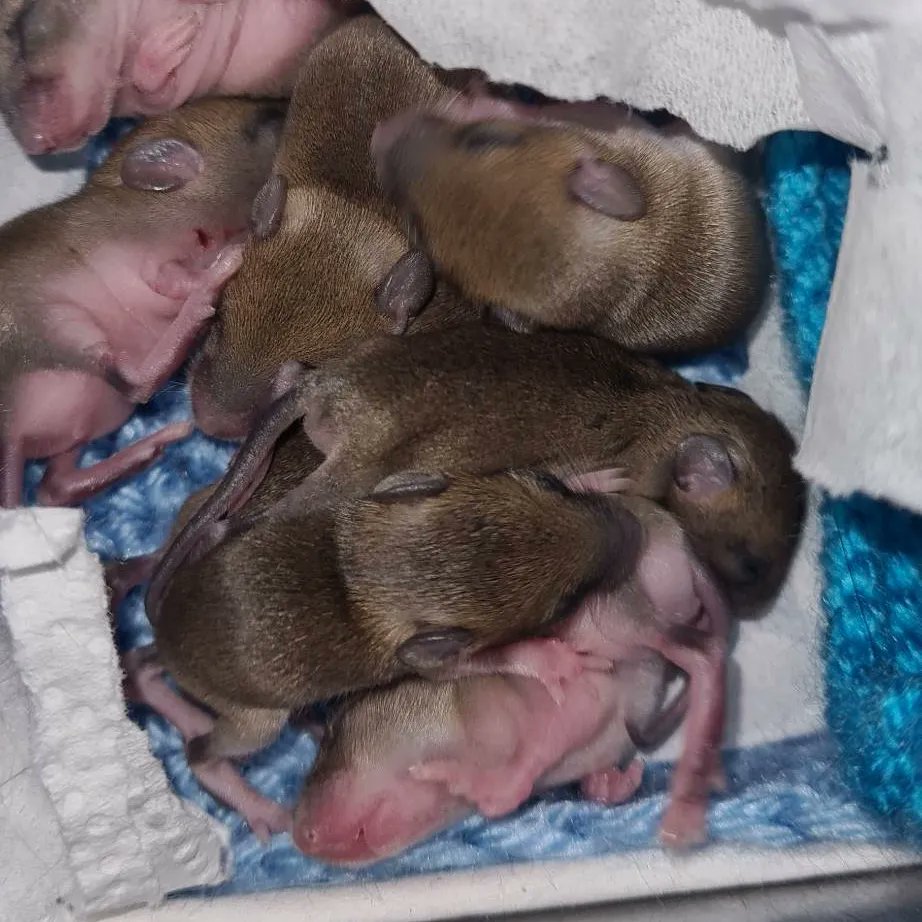 brentlodge's tweet image. ‼️🐭🐭🐭🐭🐭🐭🐭🐭‼️
8 very young field/wood #mice, from 3 separate litters, are currently under our care. Coming in for different reasons, some were caught by cats, and others had been disturbed, and sadly, mum didn't return. They are doing well but are still tiny. #tinyanimals