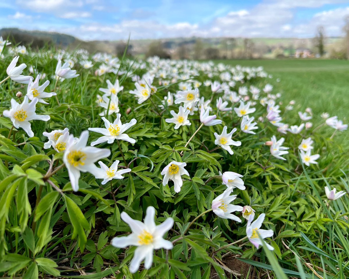 Flower Power Meet my local gang of wood anemone. Living their best life in the #spring sunshine by the river Wye. One of the best early bloomers. #WildFlower #WildIsles #BlossomWatch #springflowers