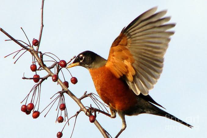 Tale has it that Robin bird saw Jesus dying, flew to the cross, and tried pecking out the 9" Roman nails to save him. It got its chest soaked with his blood, couldn't remove the nails, and flew away disappointed - but has a red chest to date. I love little Robin! #HappyEaster