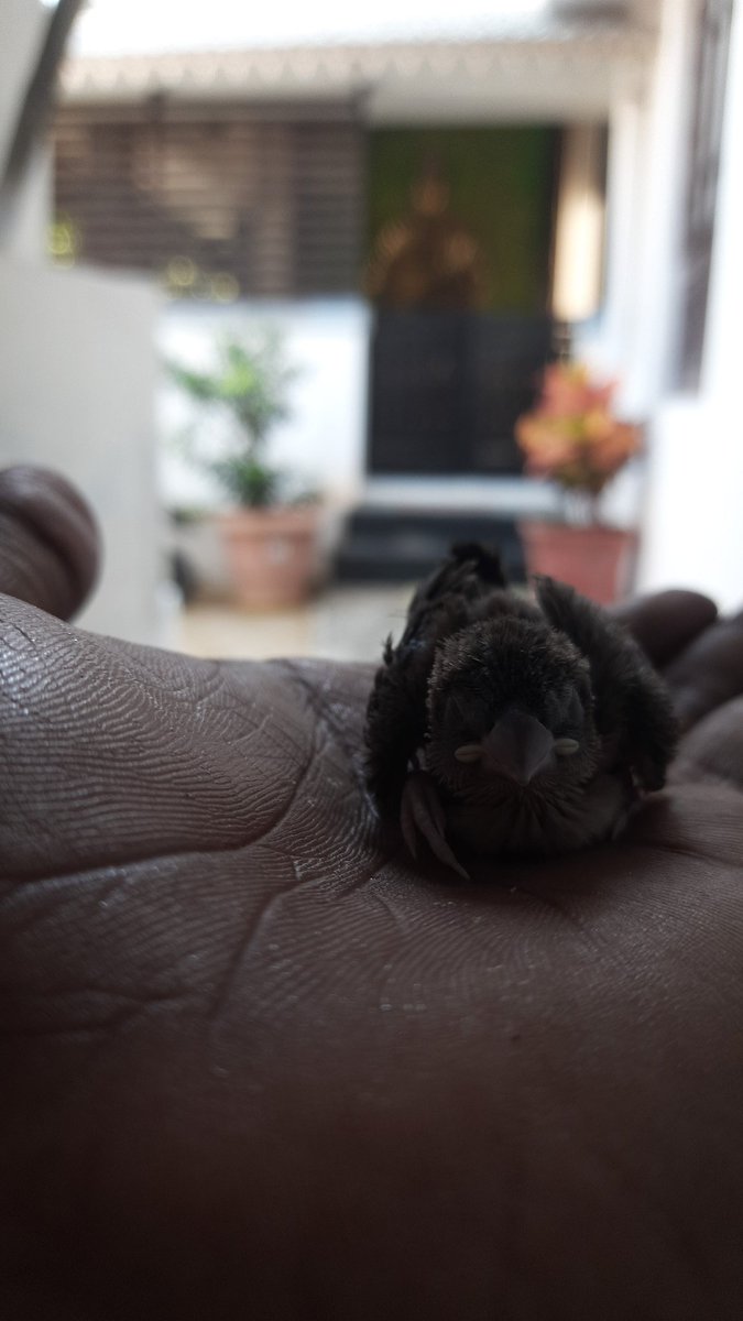 Cheems1007's tweet photo. Post any random pic of Birds or pets from your phone gallery https://t.co/2VdTt6UCpb