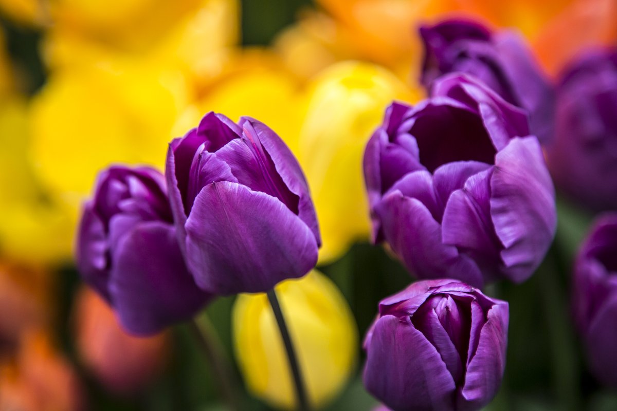 Happy #TulipTuesday! 💜💜
❄️Although rather frosty this morning, the sun is shining - Spring is here! ☀️🌷 

Have a wonderful day!   

#tulips #flowerphotography #ThePhotoHour #GardeningTwitter #gardenideas #tulips #flowersmakemehappy