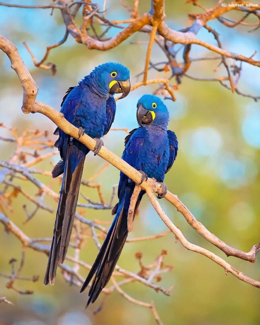 Hyacinth macaws Pantanal

👉Follow @EpochInspired for more interesting content everyday!