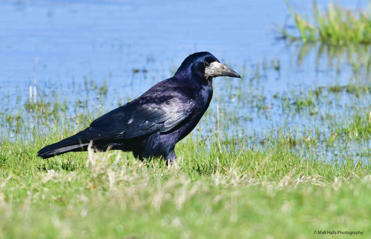 MaliHalls's tweet image. #Rook.

#Morning #Tweeps, I hope your #day is #good...Its a #dry start to the #day here.

#BirdTwitter #Nature #Photography #wildlife #birds #TwitterNatureCommunity #birding #NaturePhotography #birdphotography #WildlifePhotography #Nikon #Sigma #corvid