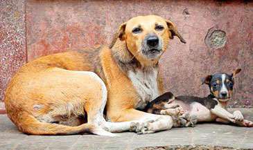 SchenkenNalaten's tweet photo. Vandaag 4 april is het Wereld Zwerfdierendag.
Een dag speciaal bedoeld voor de ruim 1,5 miljard (!) zwerfdieren wereldwijd.

https://t.co/c5HYTU3Lhx

@DIERENNOOD https://t.co/VkXEC8o6cw