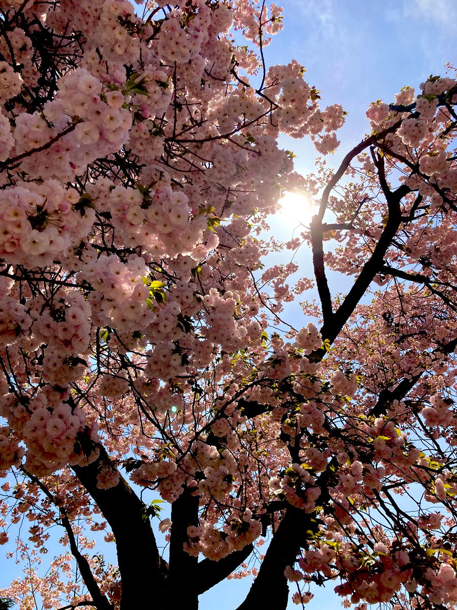 no humans flower pink flower sky blue sky outdoors still life  illustration images