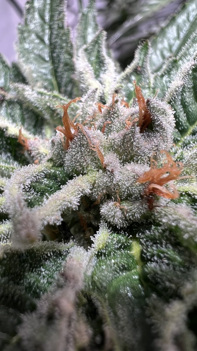 I just haddd to touch it.. shiiet I wish I could lick it or eat it hahahah, its sooo sugary 🤤🤤 it definitely does smell like candy. Can’t wait to smoke it 🤤🤤👀 #Mmemberville #CannabisCommunity #cannabisgrower #growyourown #homegrown #SugarBabies