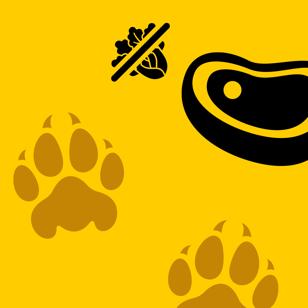 3cotyCom's tweet image. Lions don't eat lettuce, because ...cats eat meat. 
🐈💛🥩 #meatonlycatfood