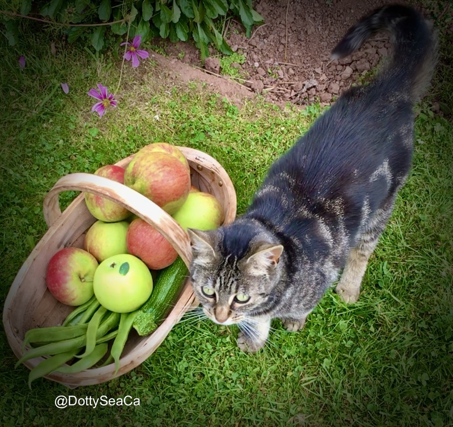 Apparently, it's #InternationalCarrotDay. I couldn't find a carrot picture, so here are some beans, courgettes and apples, instead. #CatsOfTwitter 🫘🍏🥕