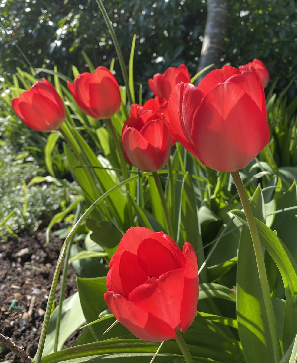 A glow of tulips for #TulipTuesday 🌷 #GardeningTwitter #FlowersPhotography #flowers #GoodMorningGardeningTwitter