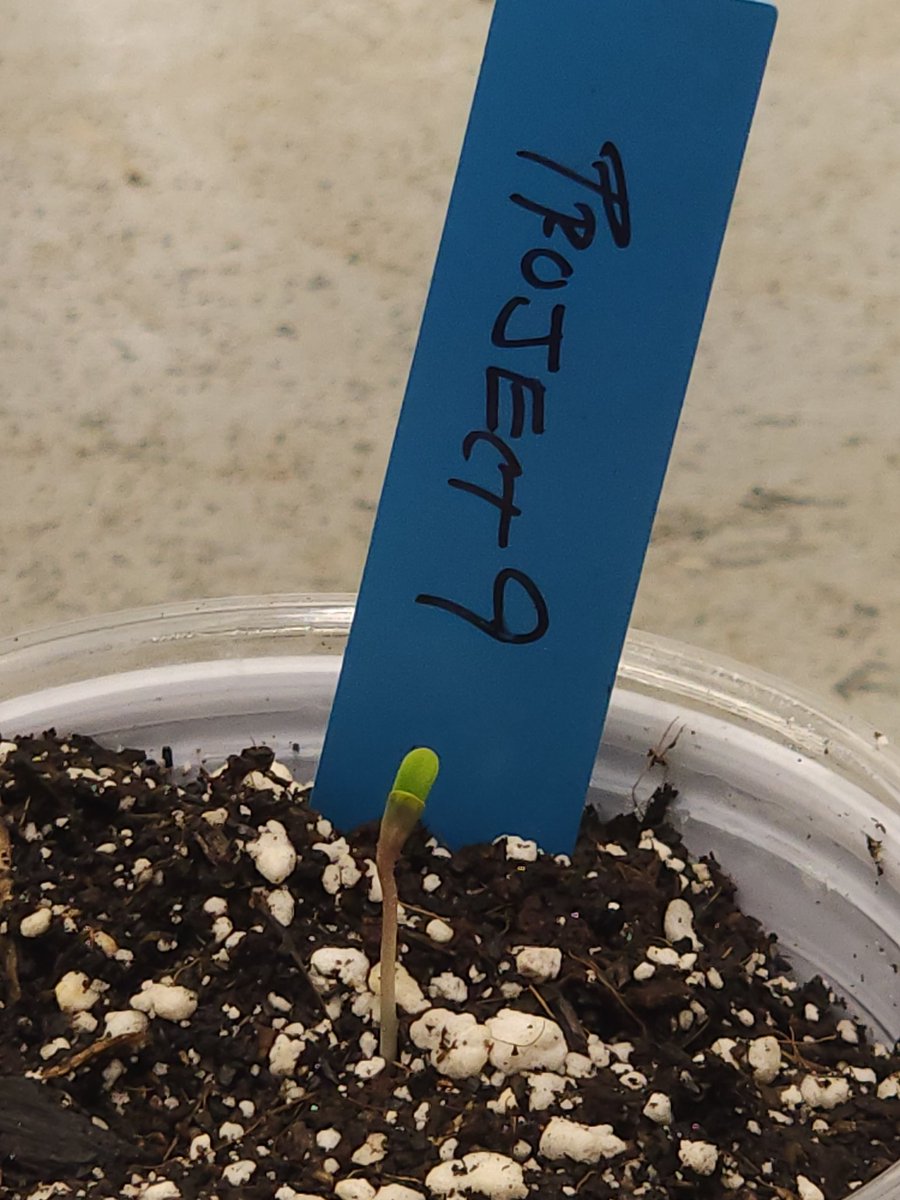 MyNextHarvest's tweet photo. If you're a fellow cannabis enthusiast or just curious about growing your own, be sure to follow us for all the latest updates. Let's learn and grow together!

#indoorcannabisgrow #cannabiscommunity #cannabisgrowers #growyourown #cannabisculture #cannabisplants #cannabissociety https://t.co/LvyooGjgcK