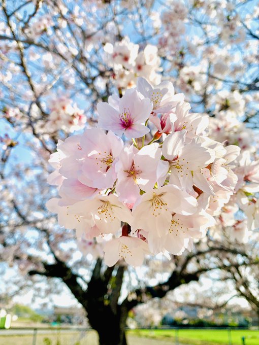 仕事が早く終わったので、桜を撮ってきた 