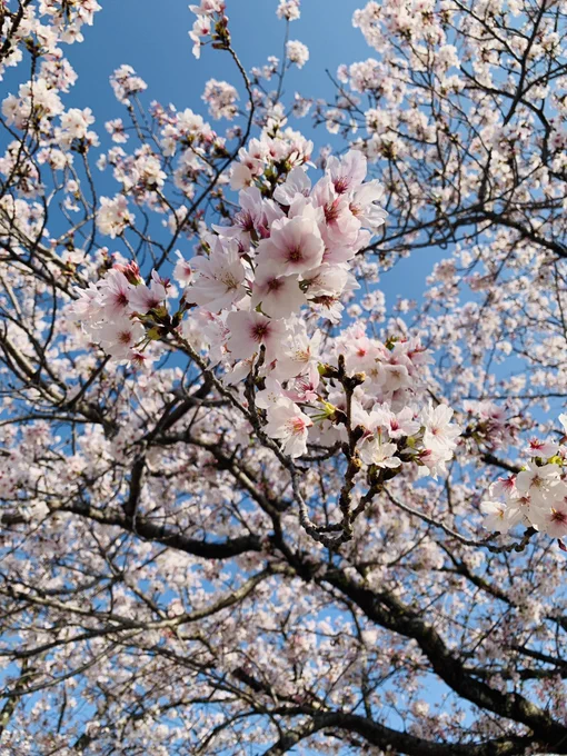 仕事が早く終わったので、桜を撮ってきた 