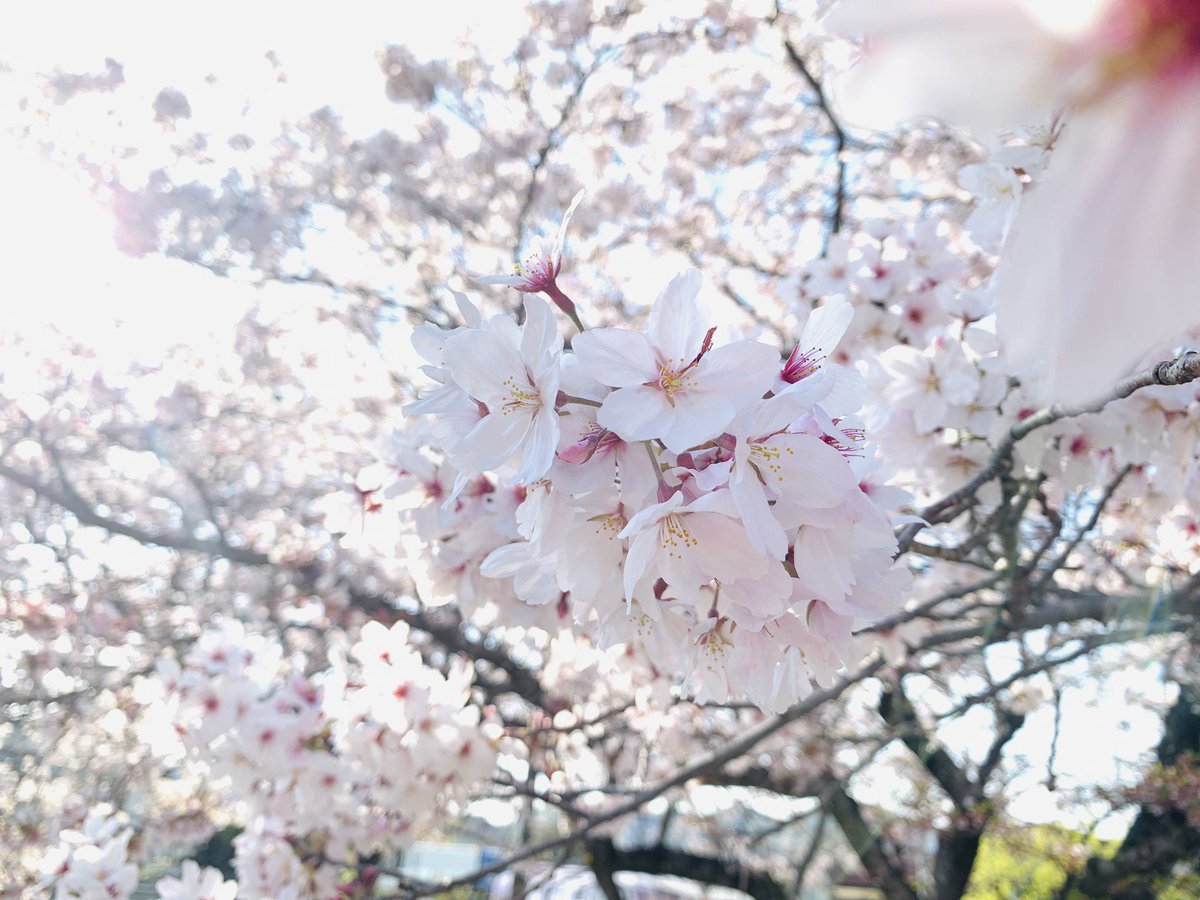 「仕事が早く終わったので、桜を撮ってきた 」|慈胡:じう: 𝕁𝕌のイラスト