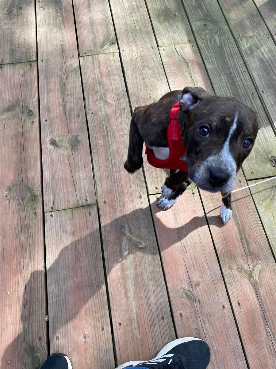 beithhend's tweet image. It’s a cool day 
#adultingshowmax #hookup #pet