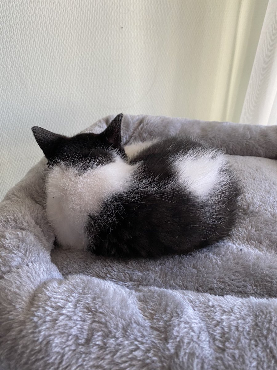 JHB79's tweet photo. Wie schnell sie groß werden. 😻 https://t.co/SBOgFqiRWP