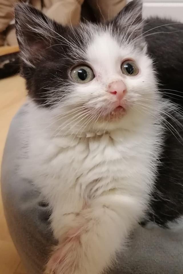 JHB79's tweet photo. Wie schnell sie groß werden. 😻 https://t.co/SBOgFqiRWP