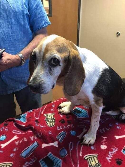 thehappydog_'s tweet photo. We lost our precious Cooper today. He went down hill so fast. They say words cannot express the sense of loss and grieve. “They” are right. He was a Gentle soul. A true and loving friend. The pain is unbearable. I don’t think that I have anymore tears...W love you Coop 🥺❤ https://t.co/xaswyVWPey