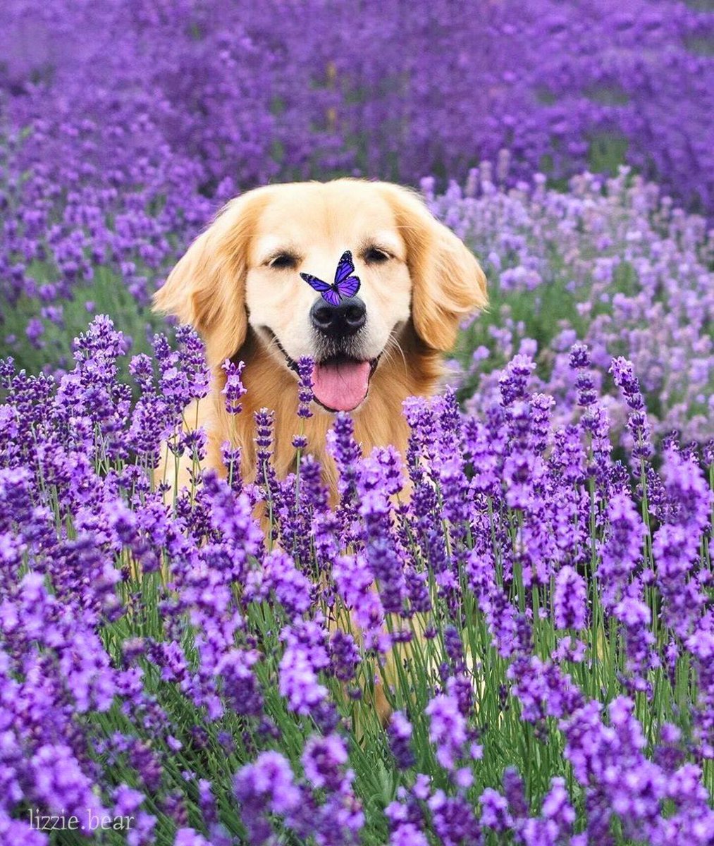 Pet_Paradise0's tweet photo. What a beautiful pic

⭕️ Follow @IdeaHubTW for more interesting content everyday! https://t.co/hb0tba1irD
