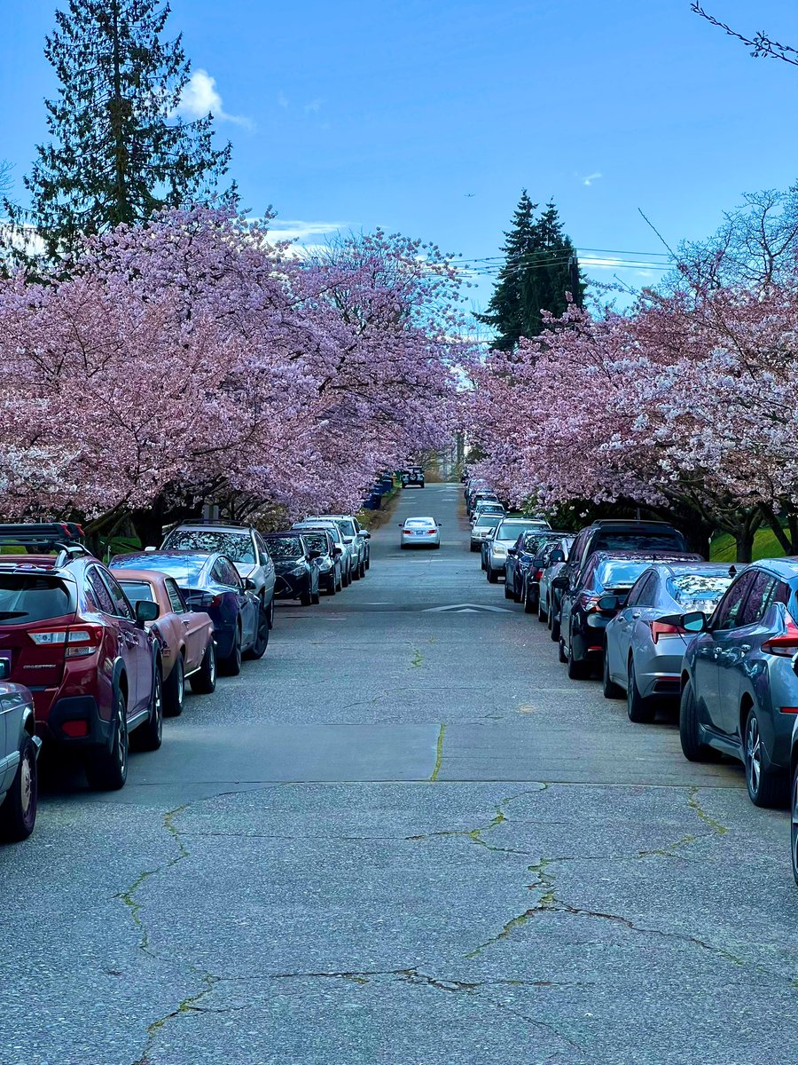 桜が咲く🌸

#シアトル 
#桜 #桜2023 #花見 #UWcherryblossoms #Seattle