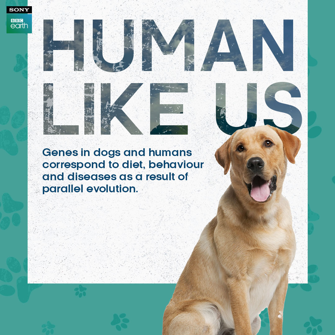 SonyBBCEarth's tweet photo. The connection between dogs and humans is much deeper than we think! ​​

Scientists say, this parallel evolution is most likely a result of the shared environment between us.​​

#HumanLikeUs #Dogs #Animals #Wildlife #SonyBBCEarth #FeelAlive https://t.co/TfFuY5nxEf