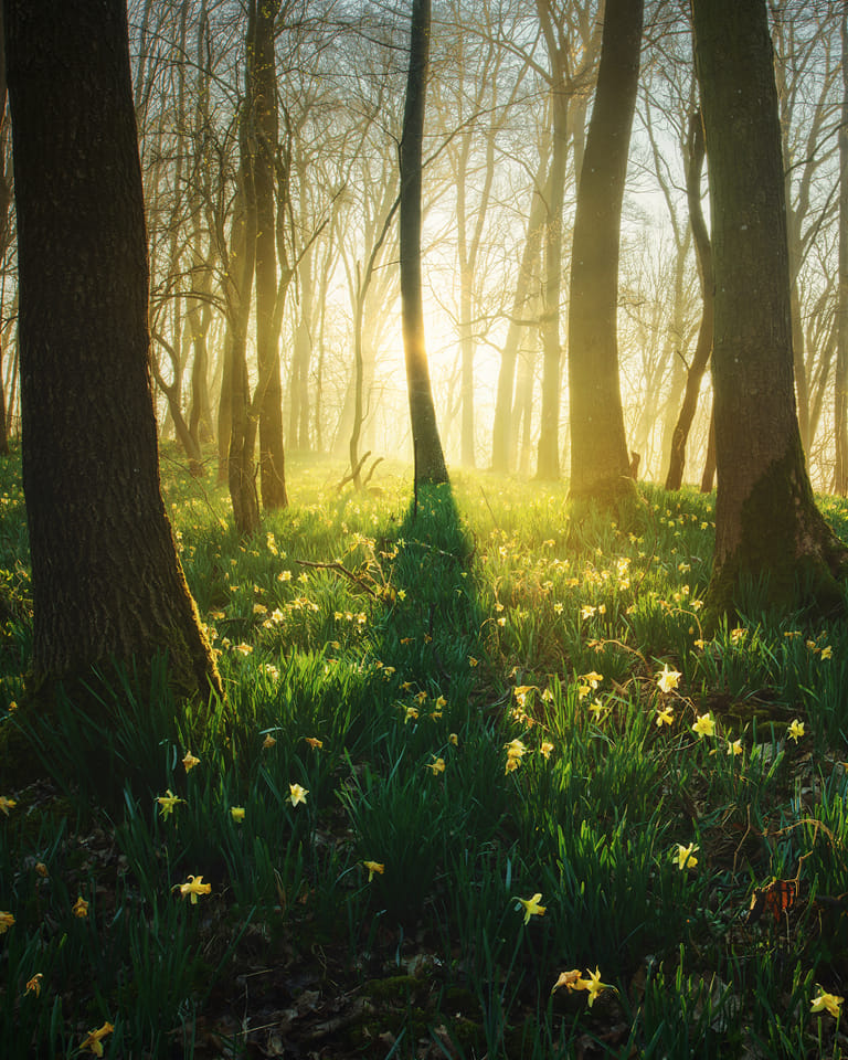 “Spring is when life's alive in everything.”

  ~ Christina Rosetti

 Good morning, dear friends! 
 Wishing you a beautiful &amp; positive day.🕊️

 𝐼𝑛𝑡𝑜 𝑆𝑝𝑟𝑖𝑛𝑔 by Kilian Schönberger