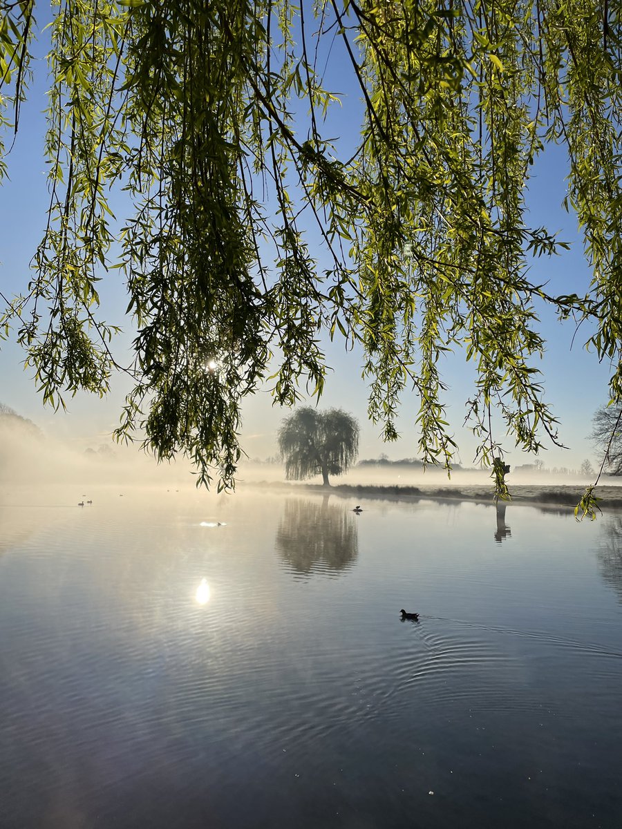 Good morning London 4/4/23

#morningwalk #sunrise #london #mist #iphone #nofilter #royalparks #bushypark #kingston #trees #silhouette #lake  #spring