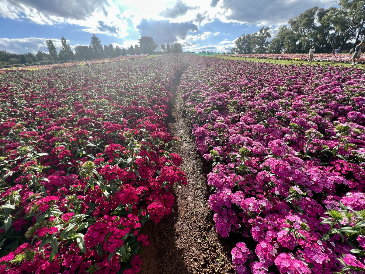 Steph__Paige's tweet photo. Obsessed with the flower fields out at #Tesselaar, #YarraValley! 

#daytrip #roadtrip https://t.co/WDUs8pN80O
