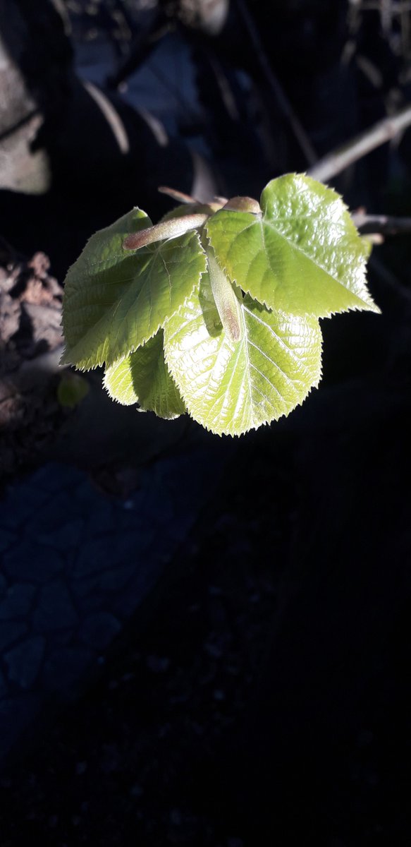 Josep Maria Mallarach tweet media