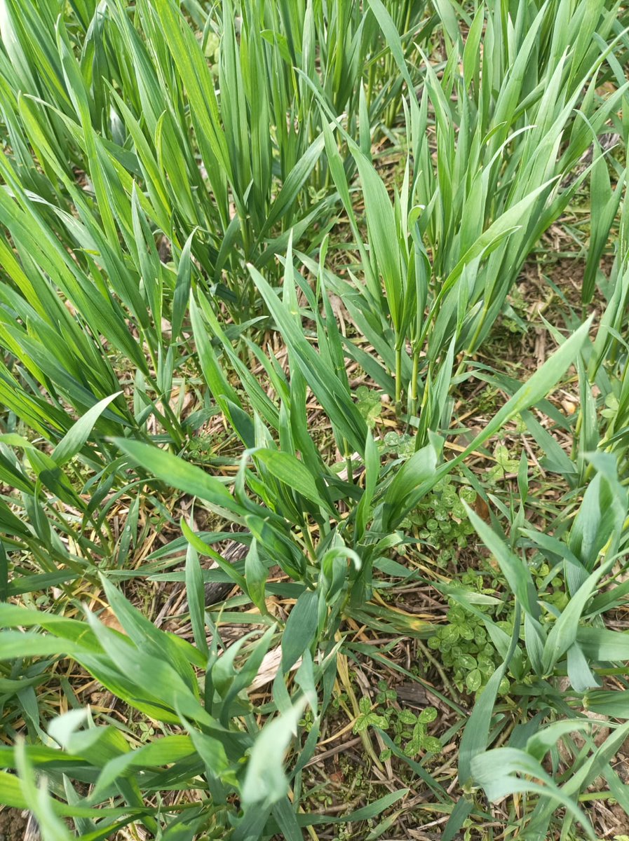 GDA de Chatillon-Coligny tweet media